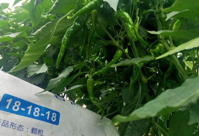 1662110770520312.jpg 水溶肥使用方法.jpg