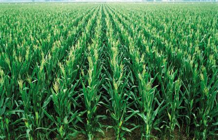 1668579981155067.jpg 氨基酸水溶肥的作用.jpg