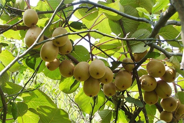 1672303643101038.jpg 水溶性肥料.jpg