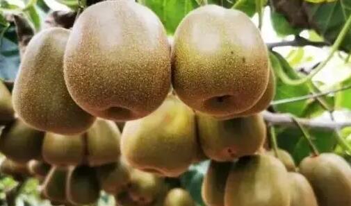 1673058239110930.jpg 水溶肥.jpg