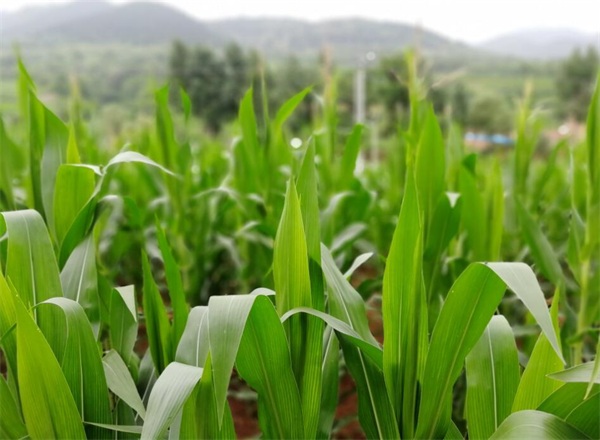 1673059742445563.jpg 水溶肥.jpg