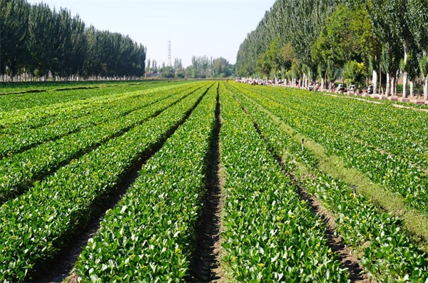 1675925618119224.jpg 水溶肥.jpg