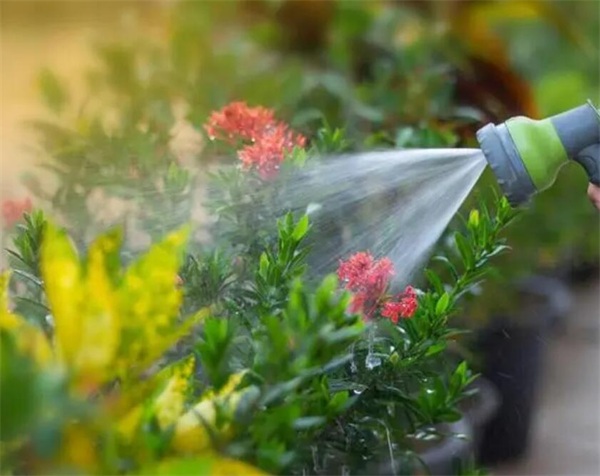澆花.jpg