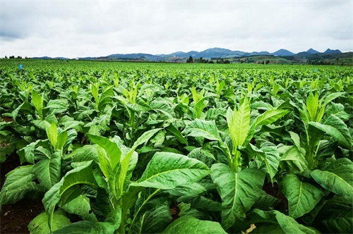 1675931481757987.jpg 水溶肥.jpg